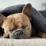 Perro durmiendo