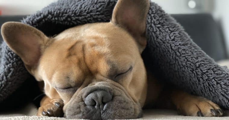¿Cómo crear un espacio pet-friendly en casa?