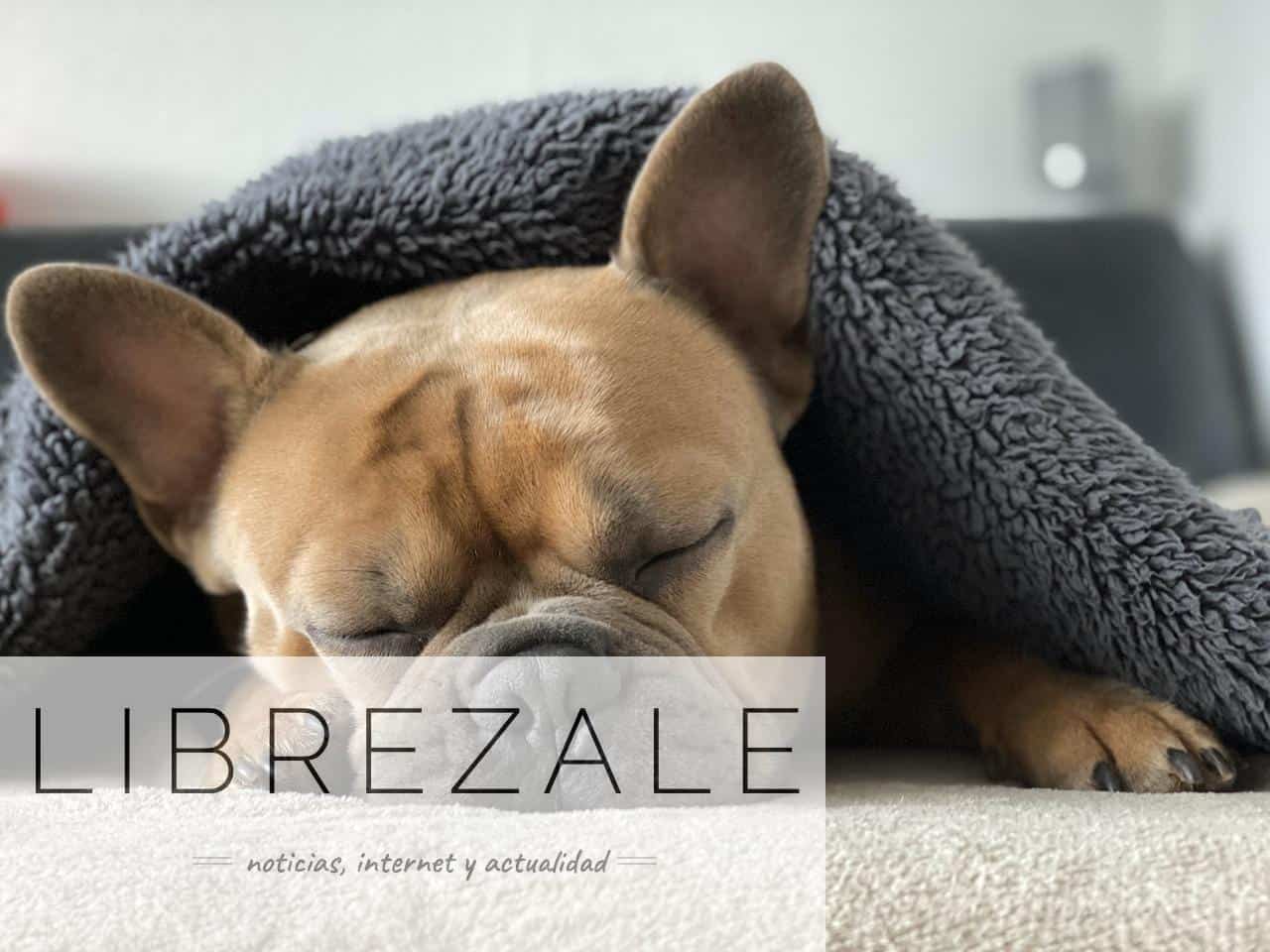 ¿Cómo crear un espacio pet-friendly en casa?