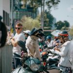 viajar con animales