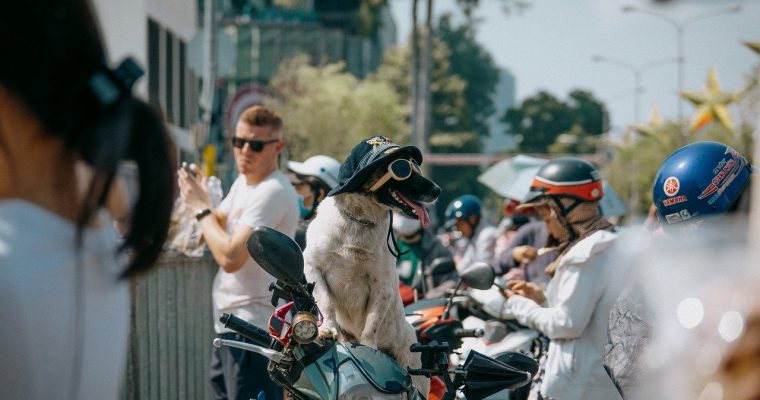 Consejos para viajar con tu mascota de forma segura