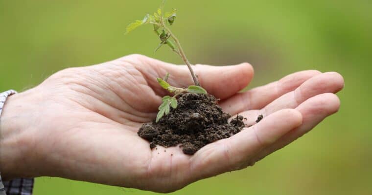Cómo plantar una planta carníbora