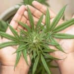 Los mejores Growshops para comprar semillas de marihuana