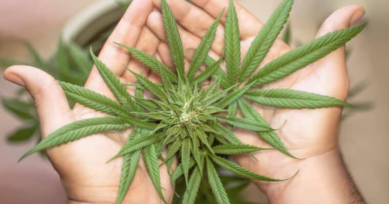 Los mejores Growshops para comprar semillas de marihuana