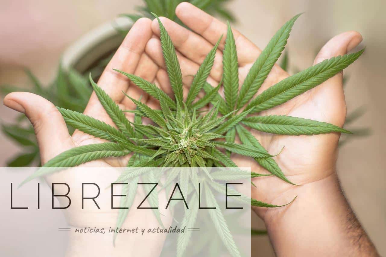 Los mejores Growshops para comprar semillas de marihuana
