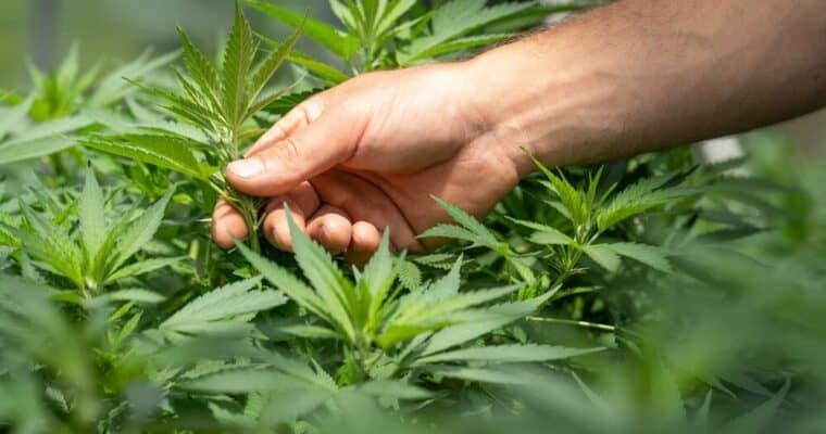CBD: qué es, cómo se usa y qué debes saber antes de comprarlo