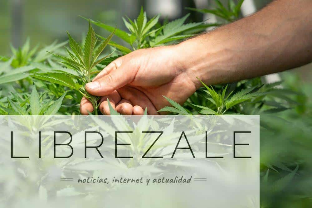 CBD: qué es, cómo se usa y qué debes saber antes de comprarlo