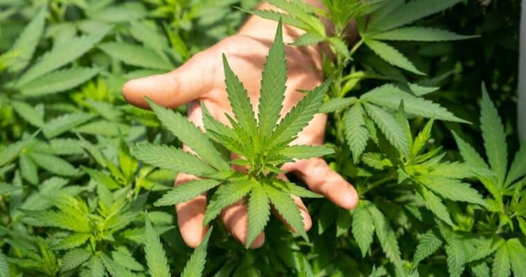 Mejores Cogollos CBD 2026: Guía Actualizada para Elegir Calidad Premium